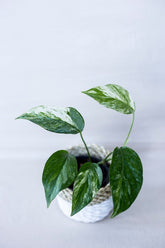 Epipremnum pinnatum 'Hanoman'